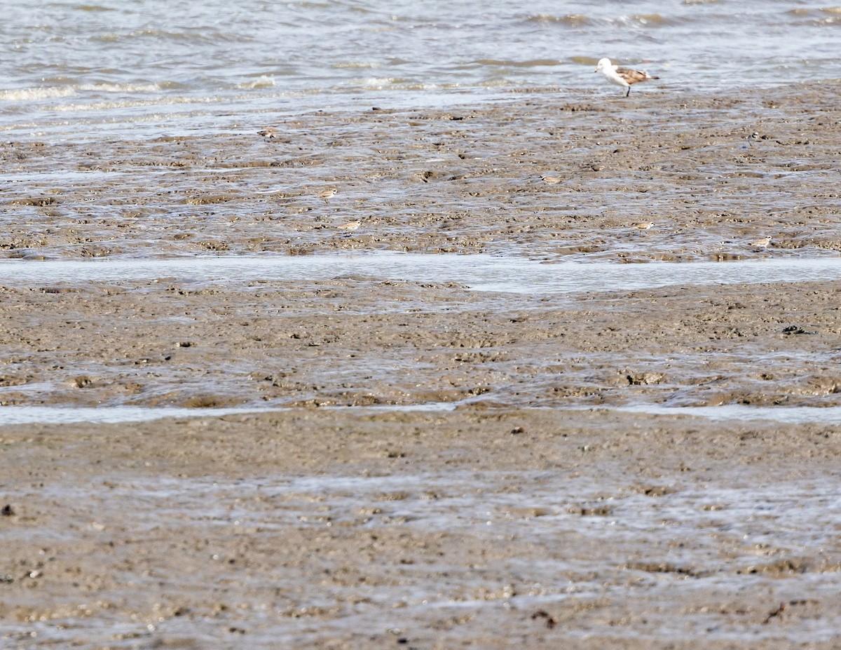 Semipalmated Plover - ML508511071