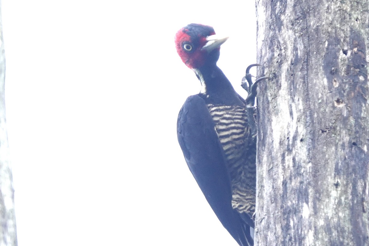 Pale-billed Woodpecker - ML508511231
