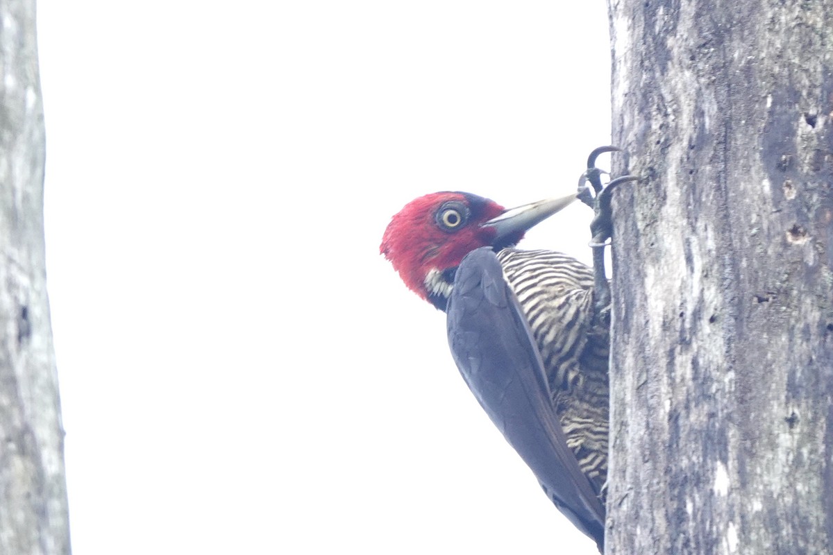 Pale-billed Woodpecker - ML508511251