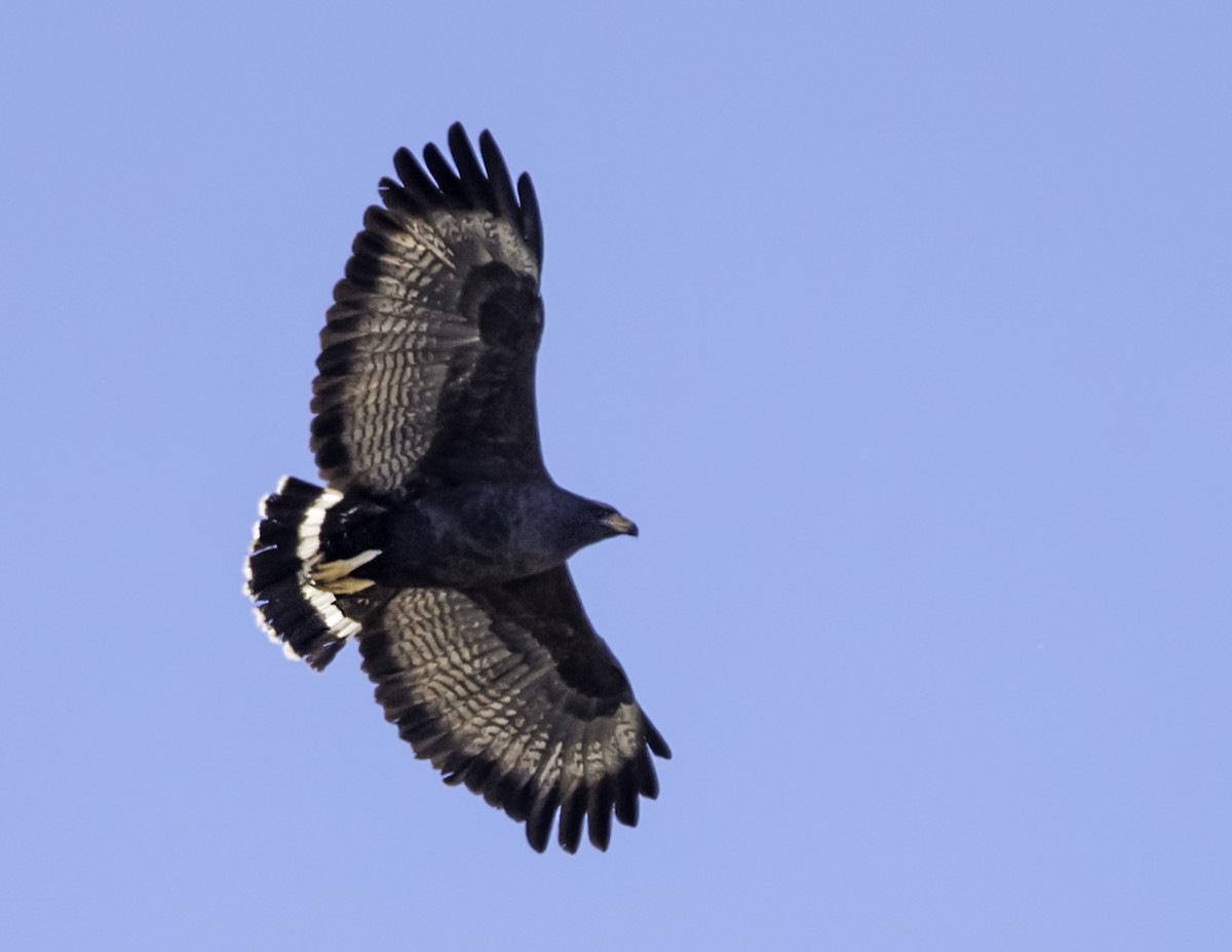 Common Black Hawk - james poling