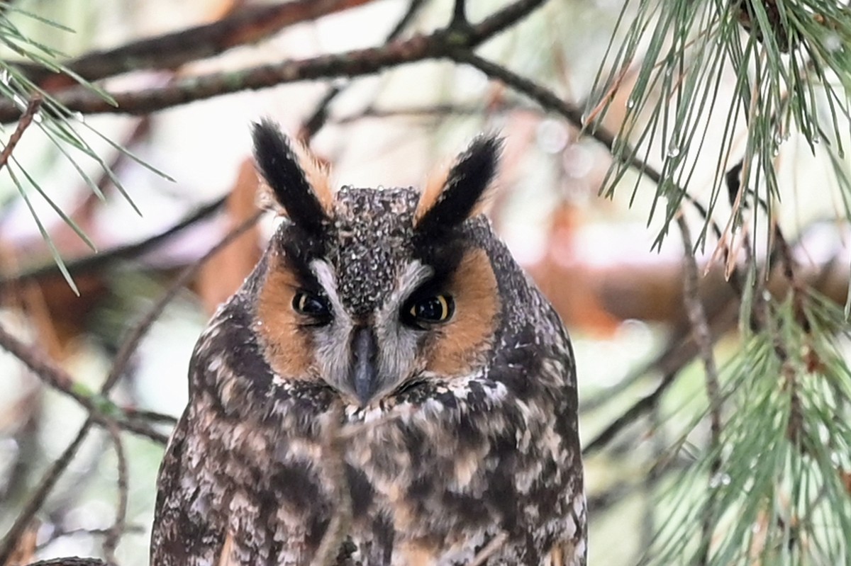 Long-eared Owl - ML508511431