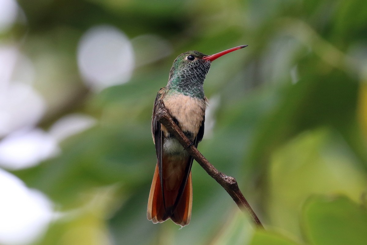 kolibřík yukatanský - ML50851251