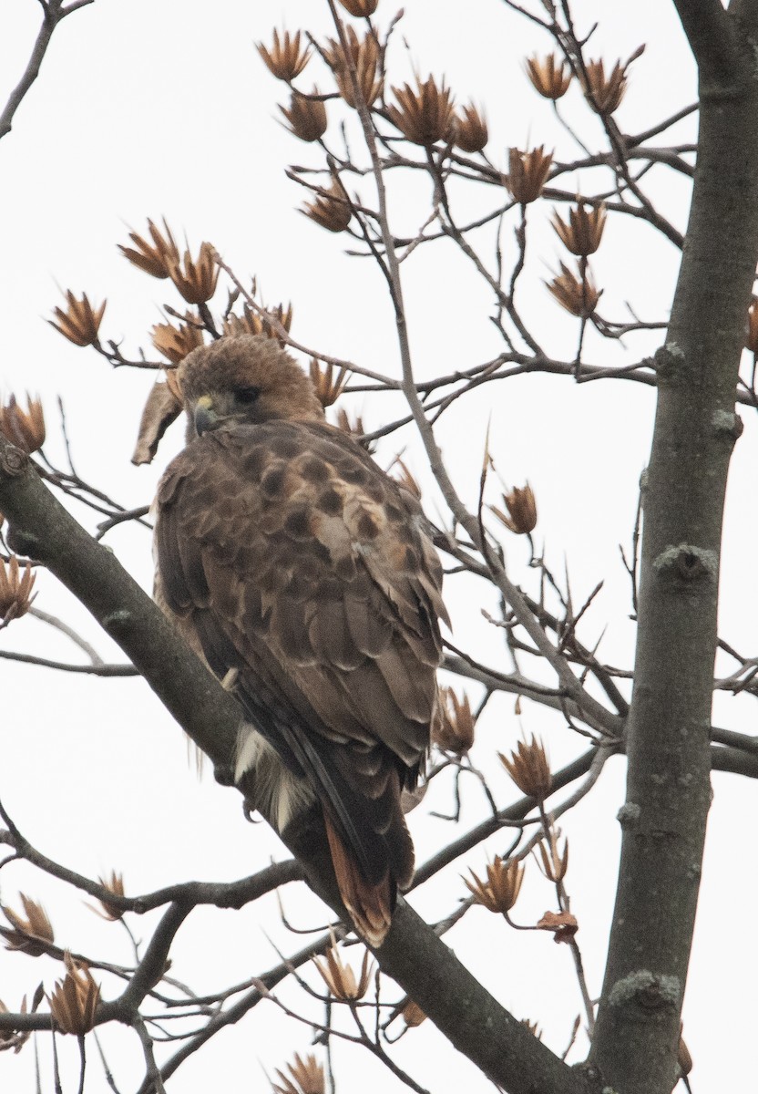 Red-tailed Hawk - ML508513001