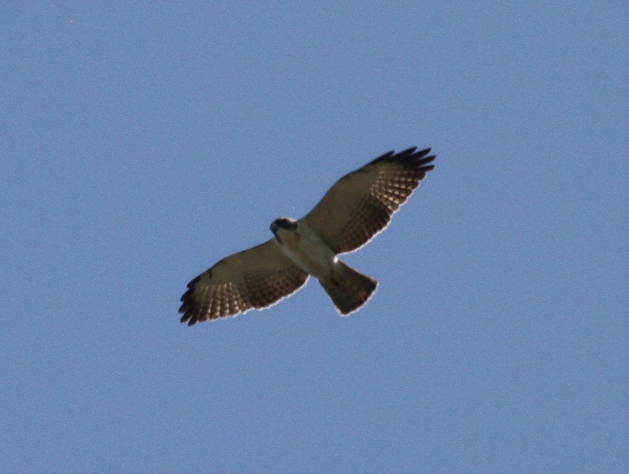 Short-tailed Hawk - Scott Lewis