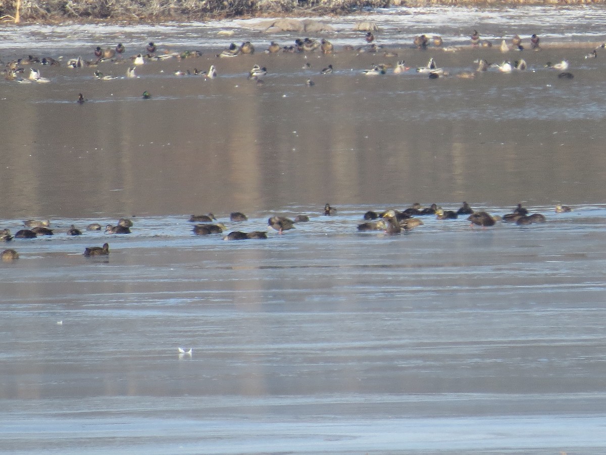 eBird Checklist 23 Nov 2022 Kensington Metroparkgeneral (Oakland