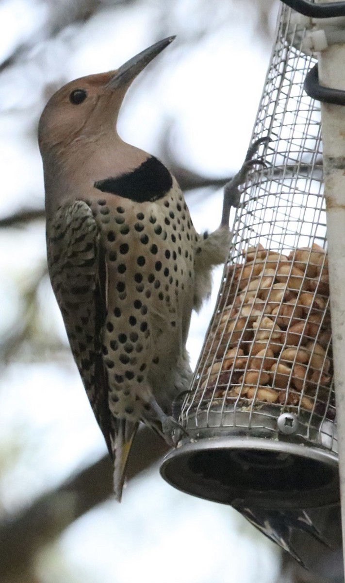 Northern Flicker (Yellow-shafted) - ML508520051