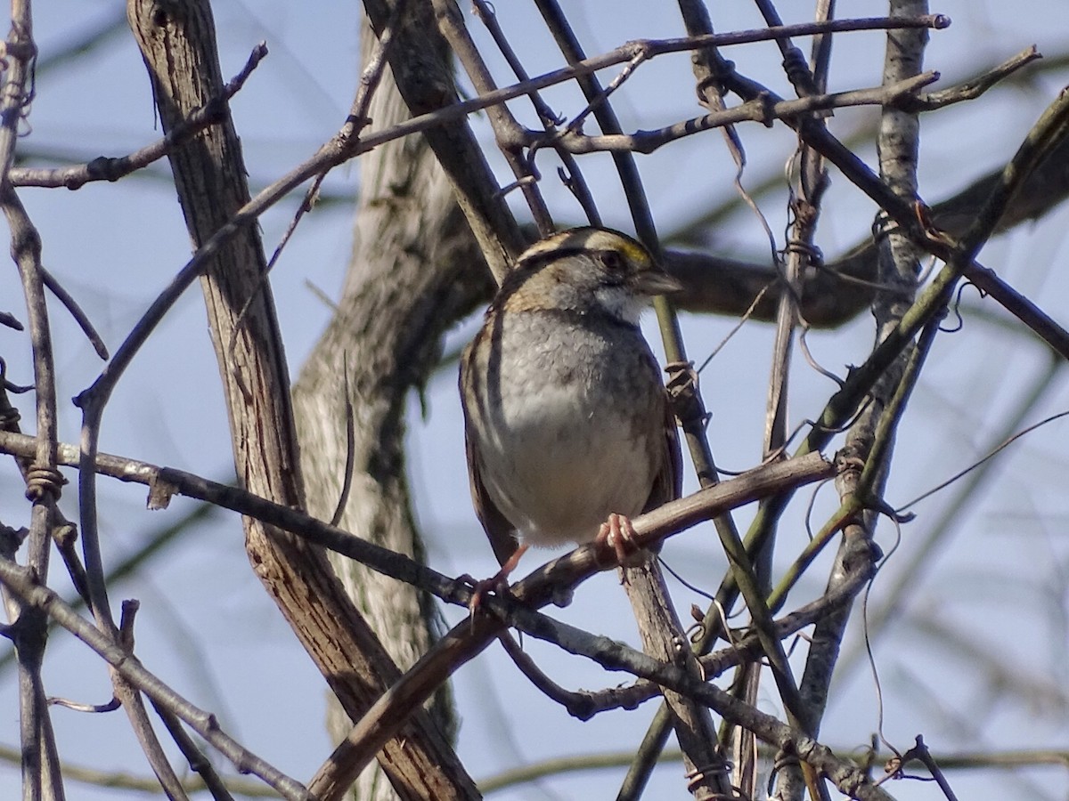 White-throated Sparrow - ML508520101