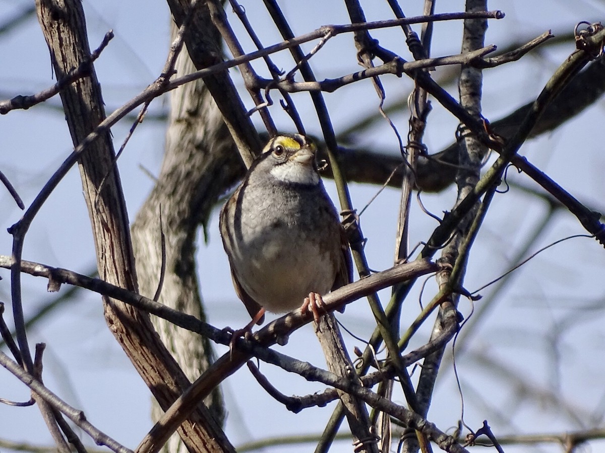 White-throated Sparrow - ML508520111