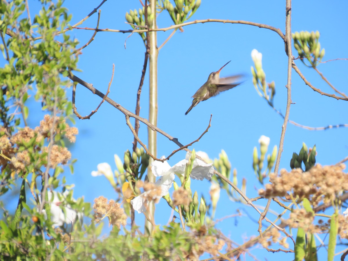 Dusky Hummingbird - ML508520131