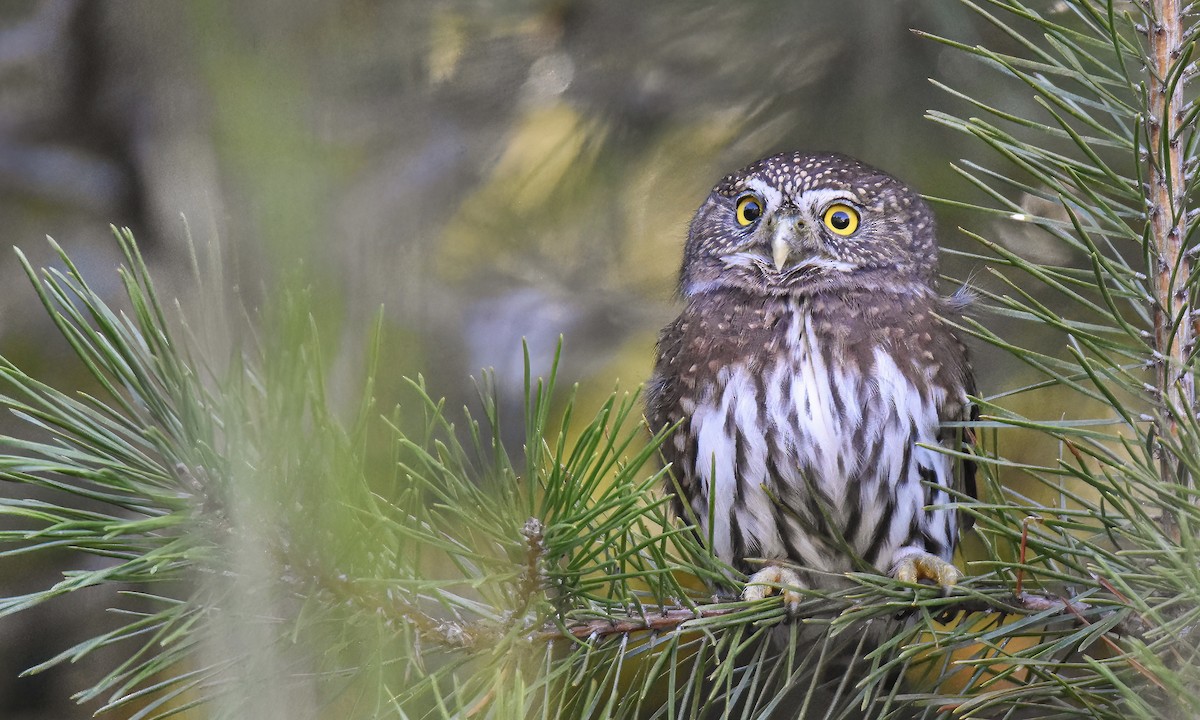 Northern Pygmy-Owl - ML508520911