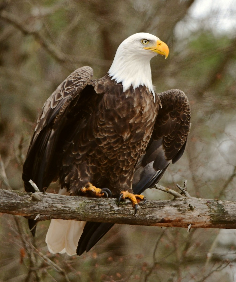 Bald Eagle - james arturo