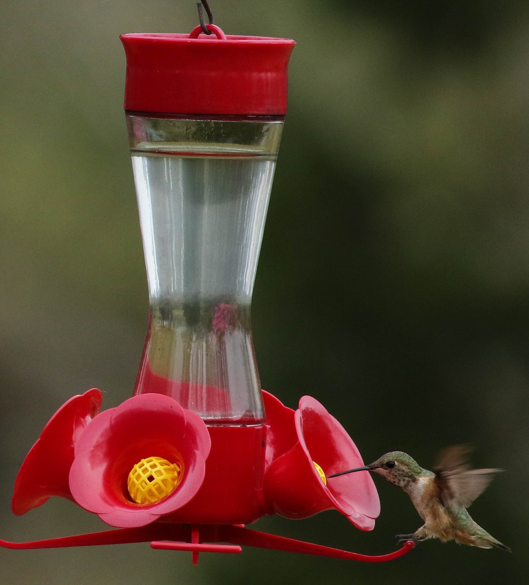 Rufous Hummingbird - ML50852741