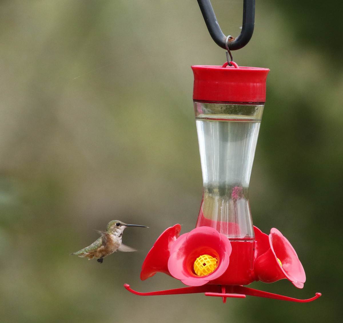 Rufous Hummingbird - ML50852891