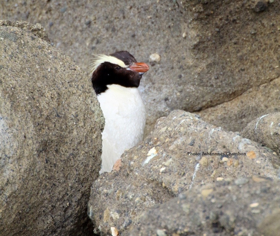 Большехохлый пингвин - ML50853491