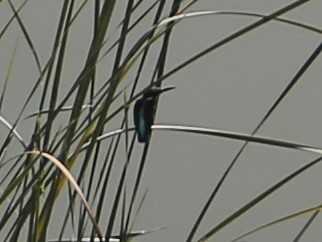Common Kingfisher - ML508535461