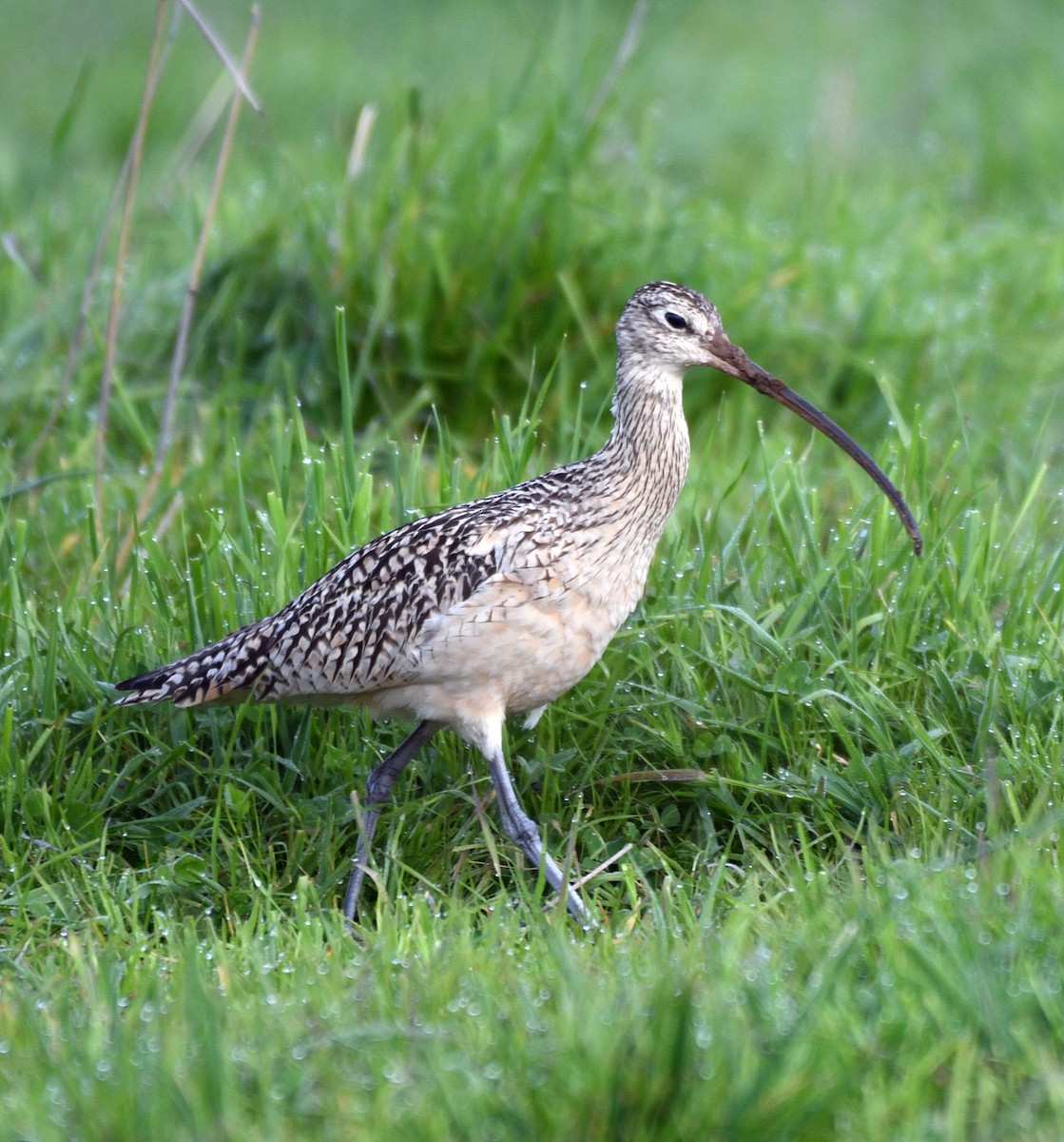 Long-billed Curlew - ML50853591