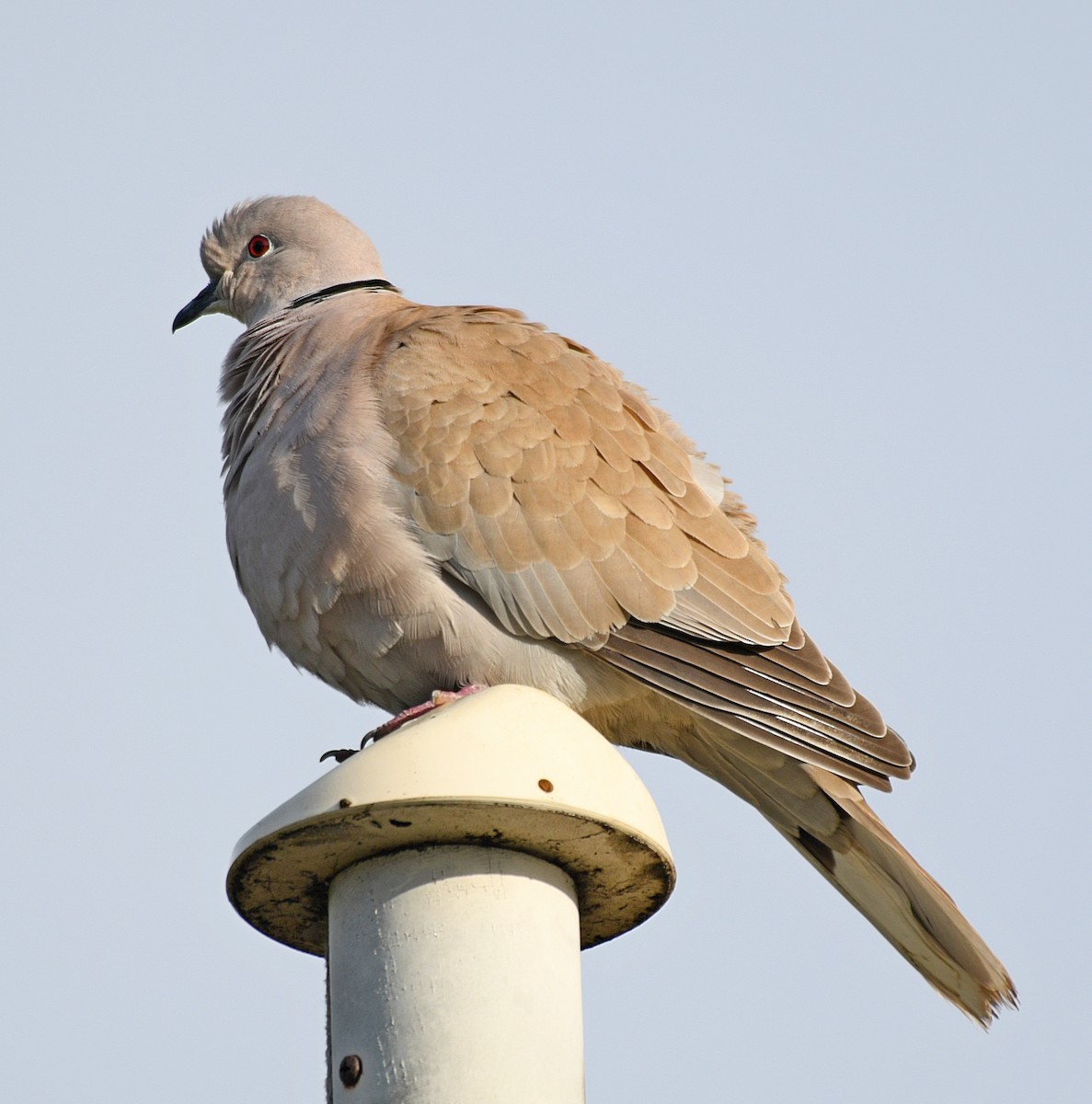 Eurasian Collared-Dove - ML50853681