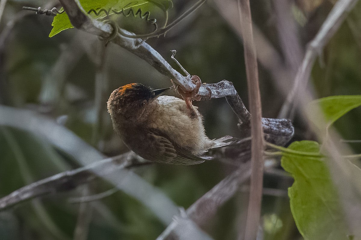 Rusty-necked Piculet - ML508540701