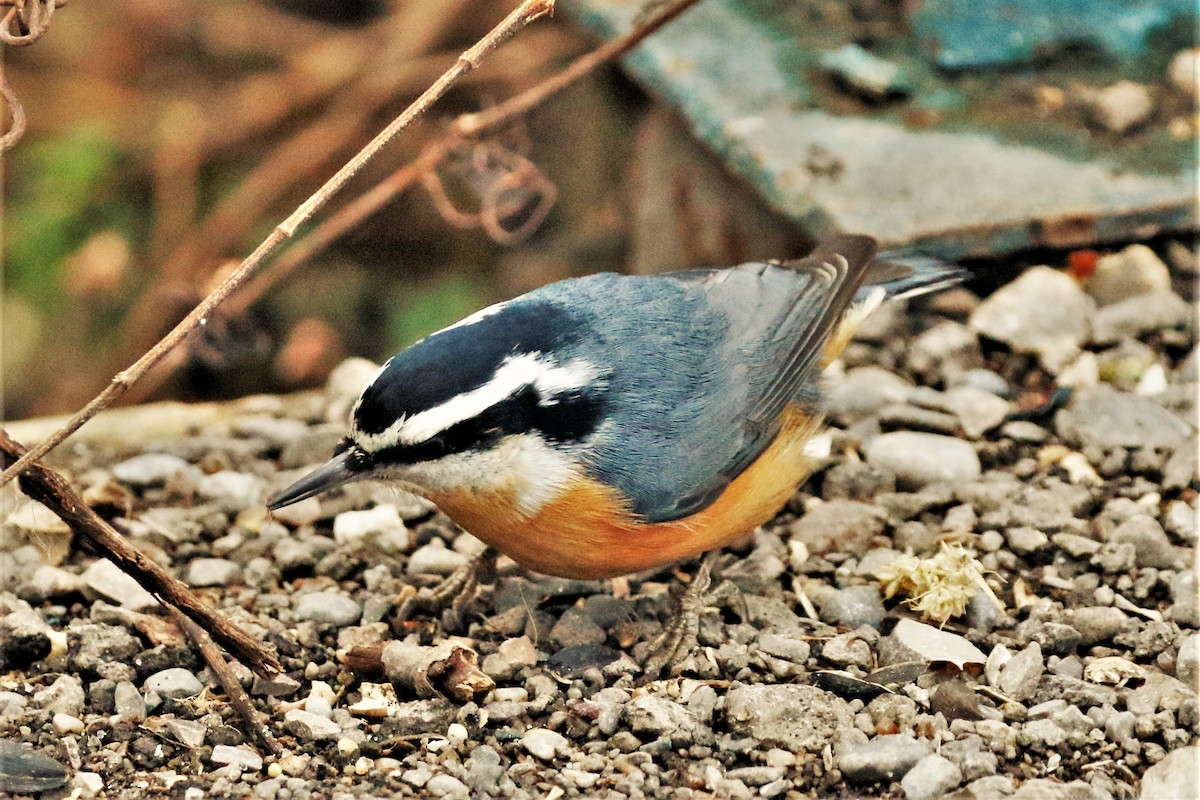 Red-breasted Nuthatch - ML508540841