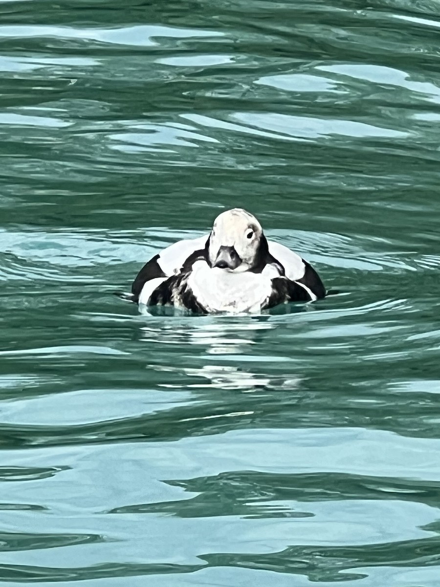 Long-tailed Duck - ML508548251