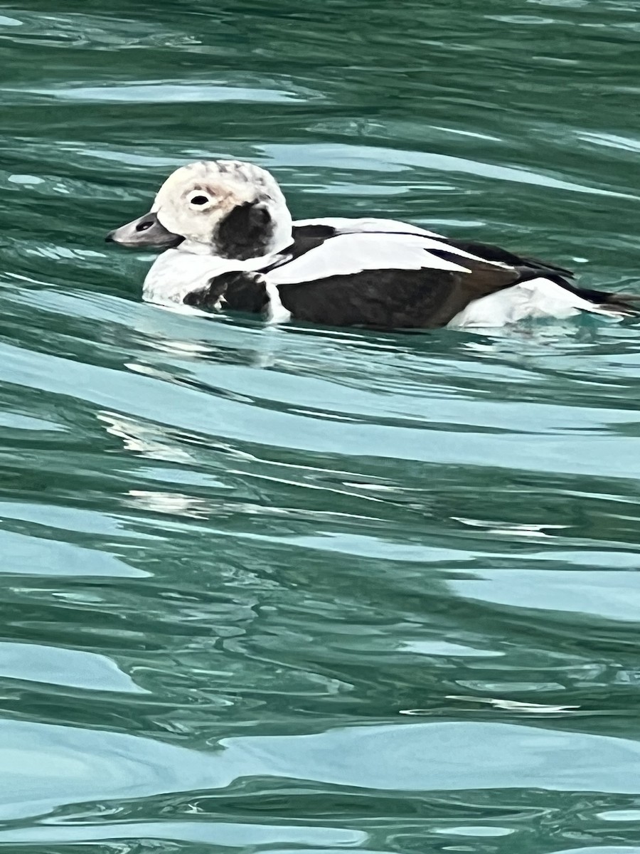 Long-tailed Duck - ML508548261