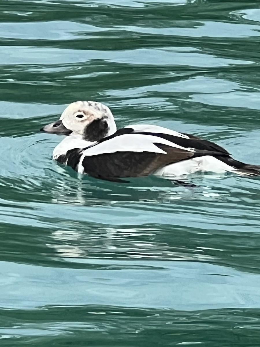 Long-tailed Duck - ML508548271
