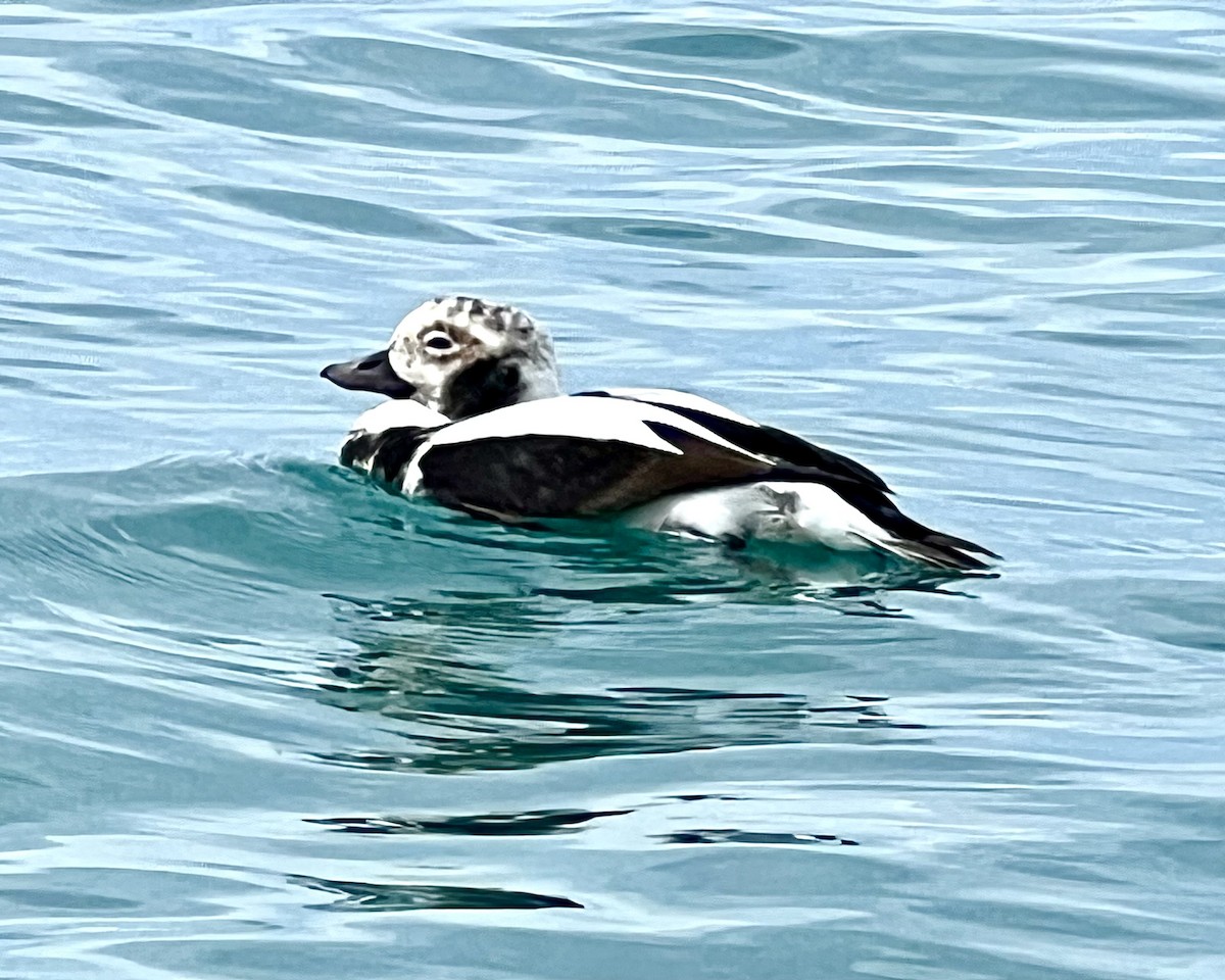 Long-tailed Duck - ML508548281