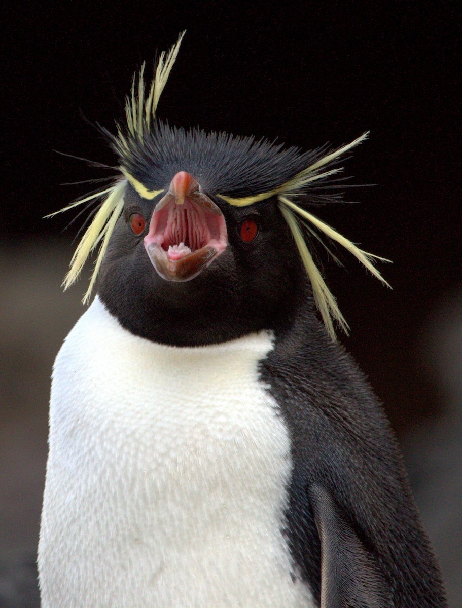 Southern Rockhopper Penguin (Eastern) - ML508550891