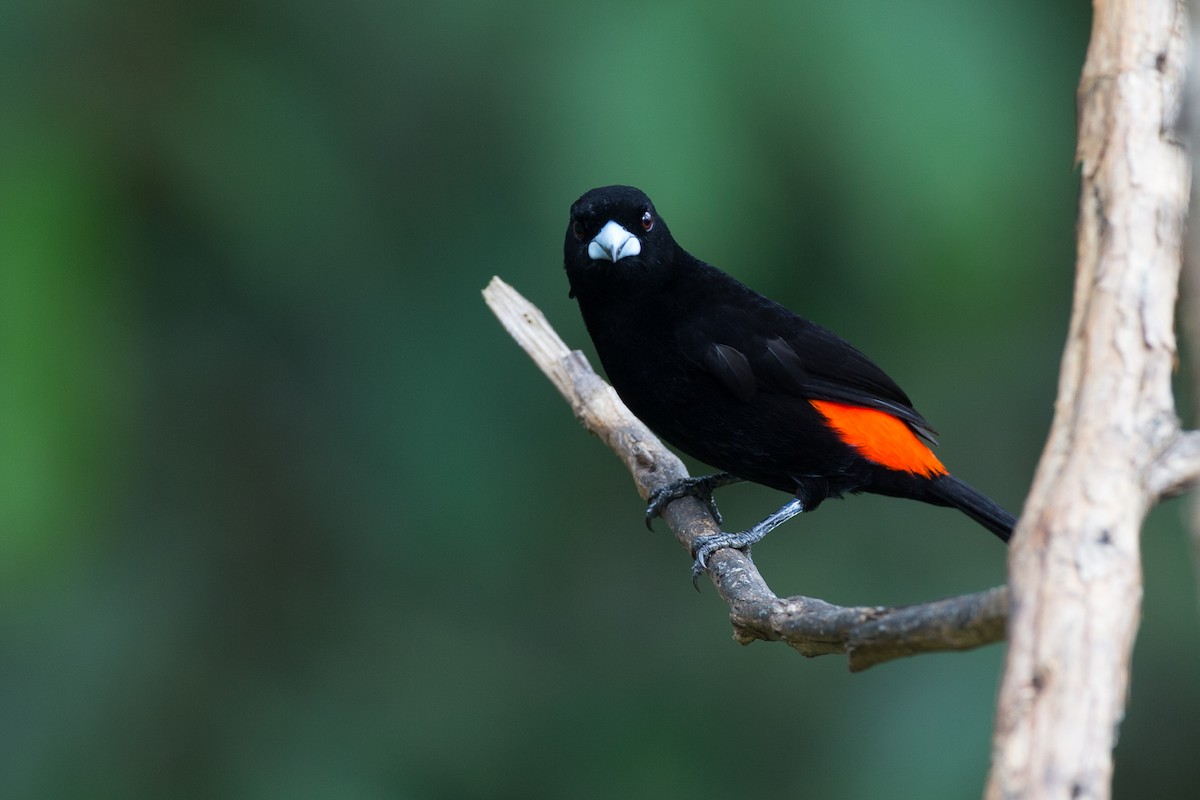 Flame-rumped Tanager (Flame-rumped) - ML50855321