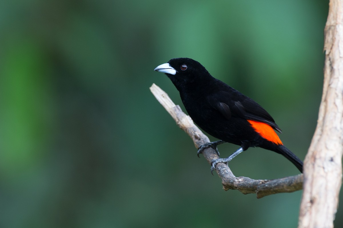 Flame-rumped Tanager (Flame-rumped) - Chris Wood