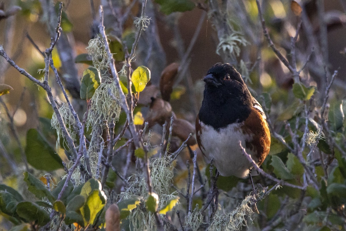Spotted Towhee - ML508554381