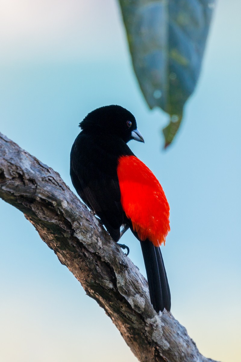 Scarlet-rumped Tanager (Cherrie's) - Tim Sackton
