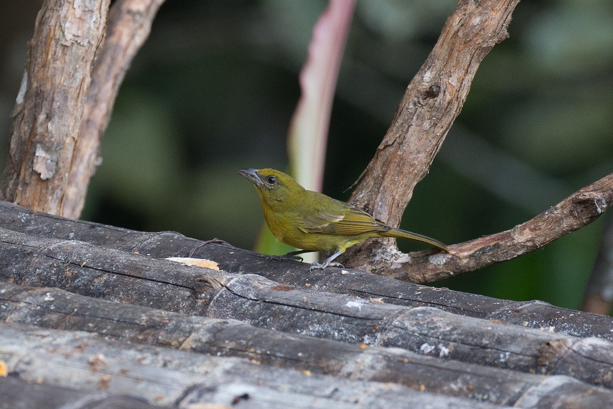 Hepatic Tanager (Highland) - ML50855581