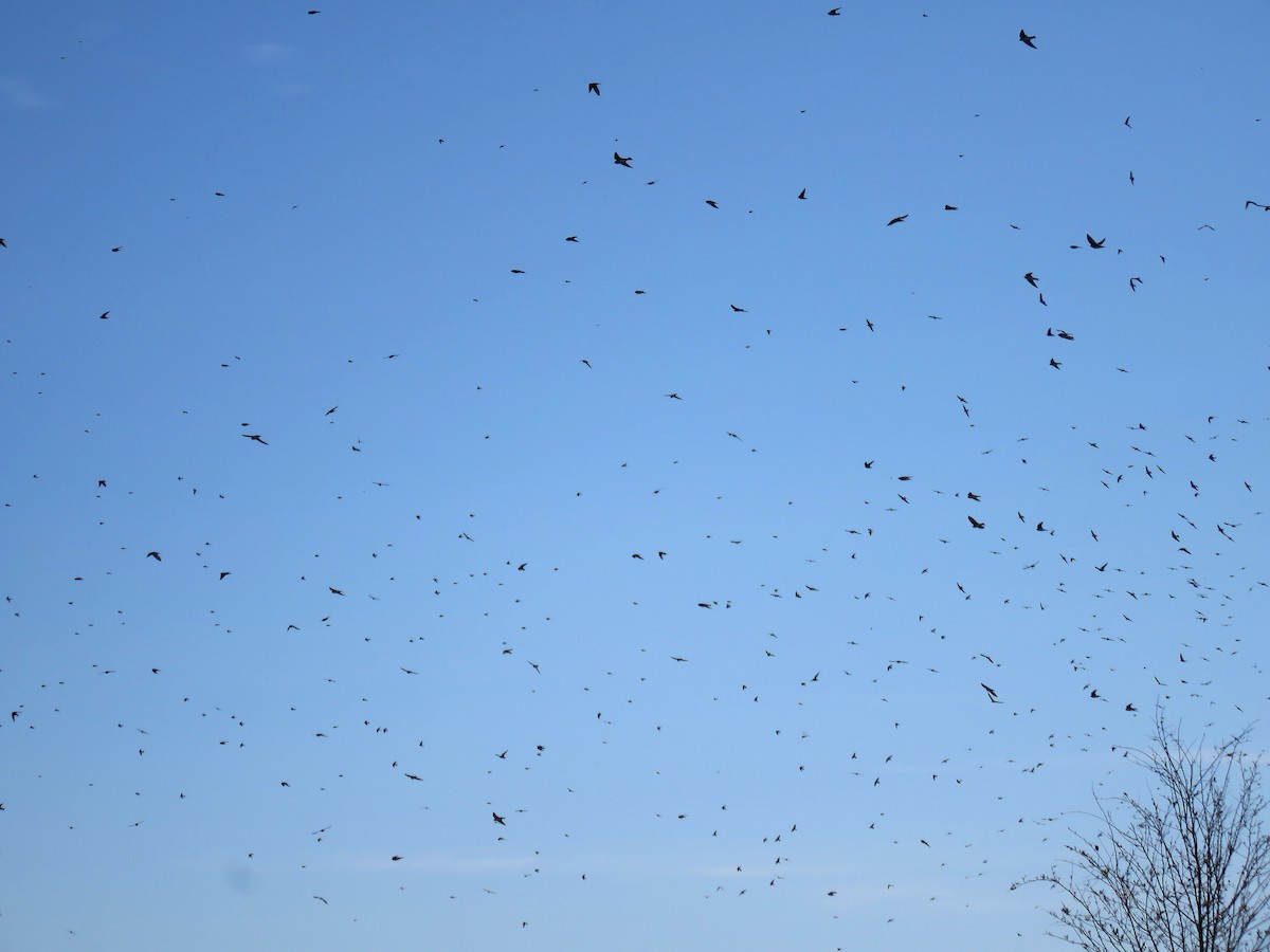 eBird Checklist 29 Nov 2022 Big Cypress National PreserveMonument
