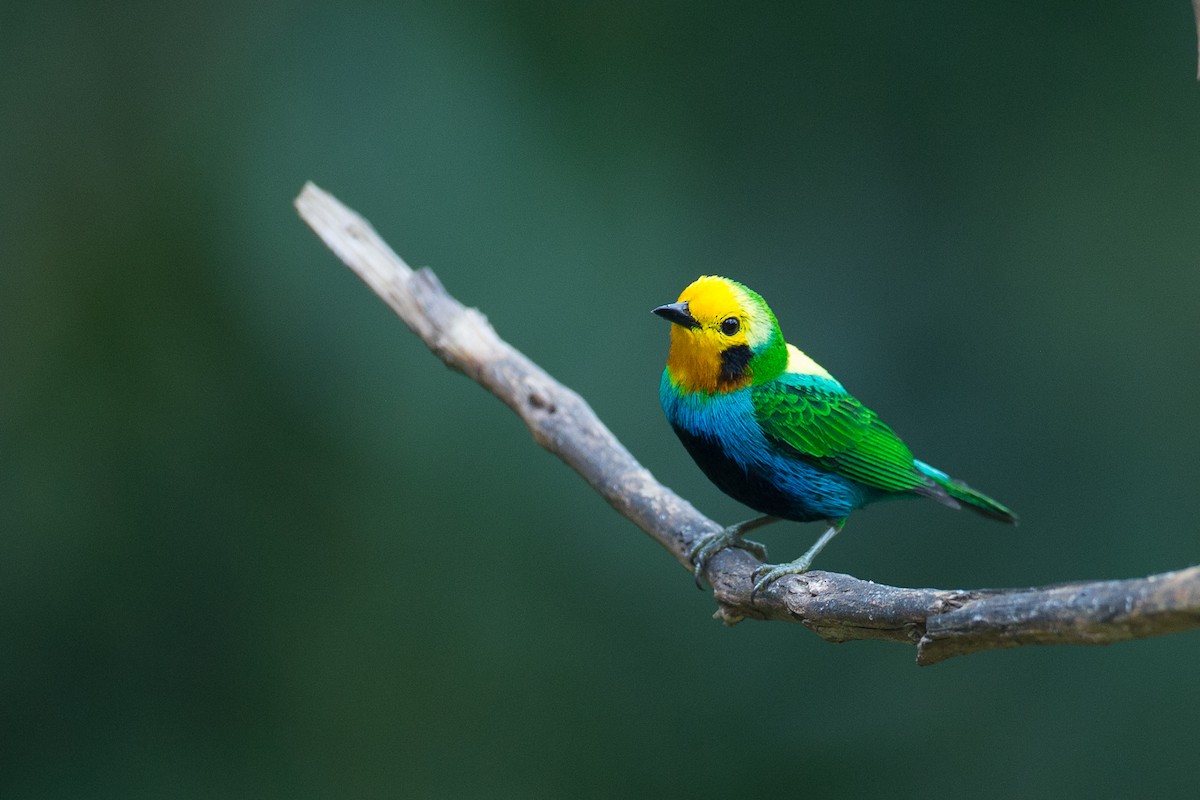 Multicolored Tanager - ML50855851