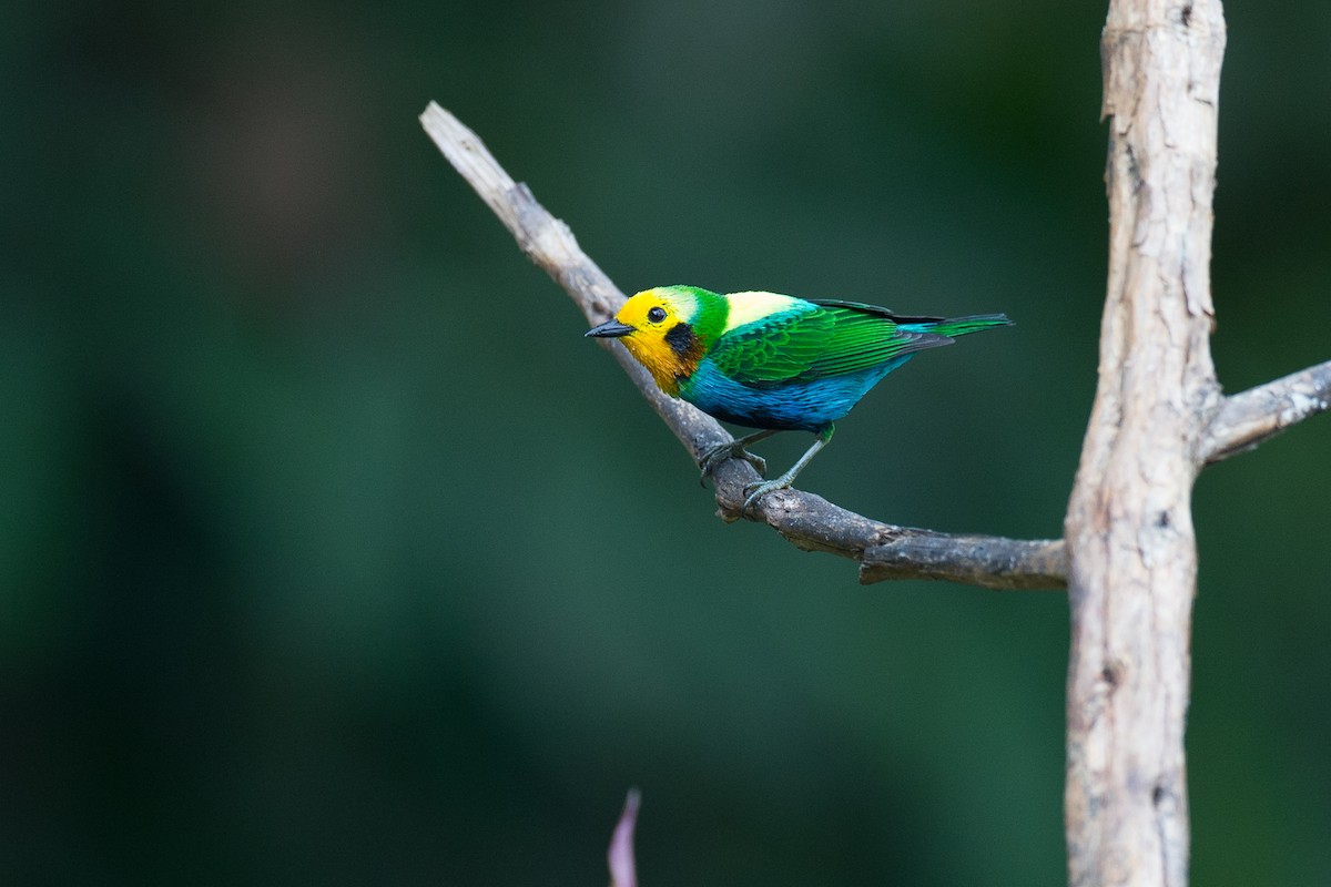 Multicolored Tanager - ML50855891