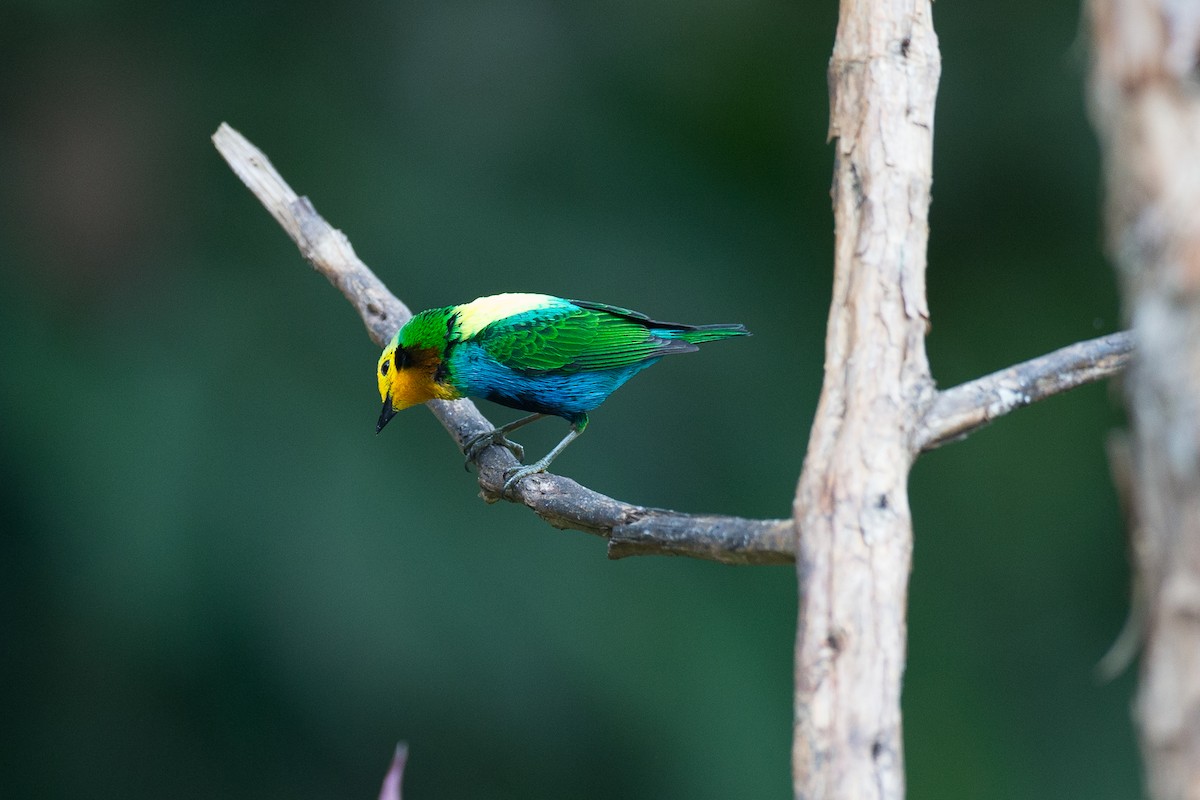 Multicolored Tanager - ML50855901