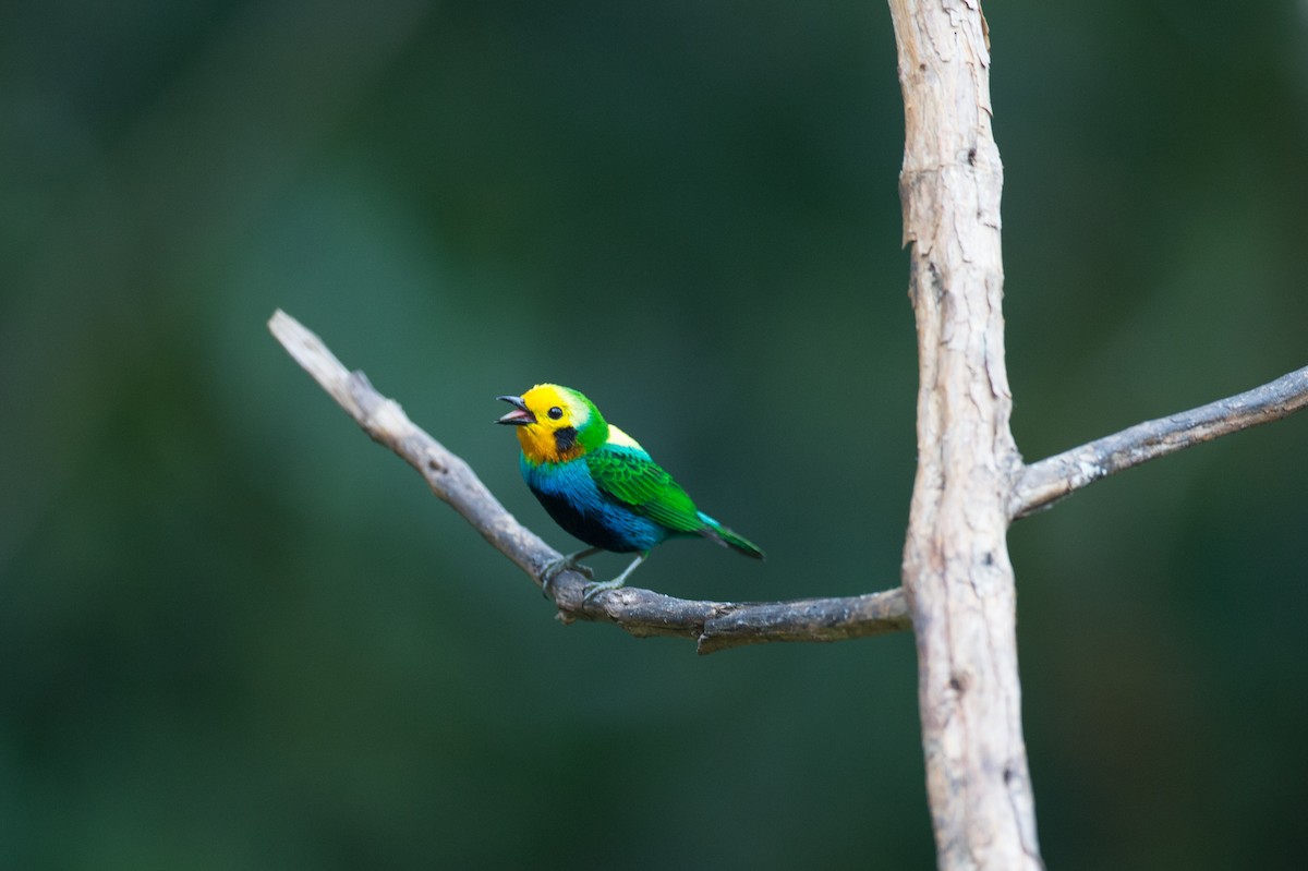 Multicolored Tanager - ML50855951