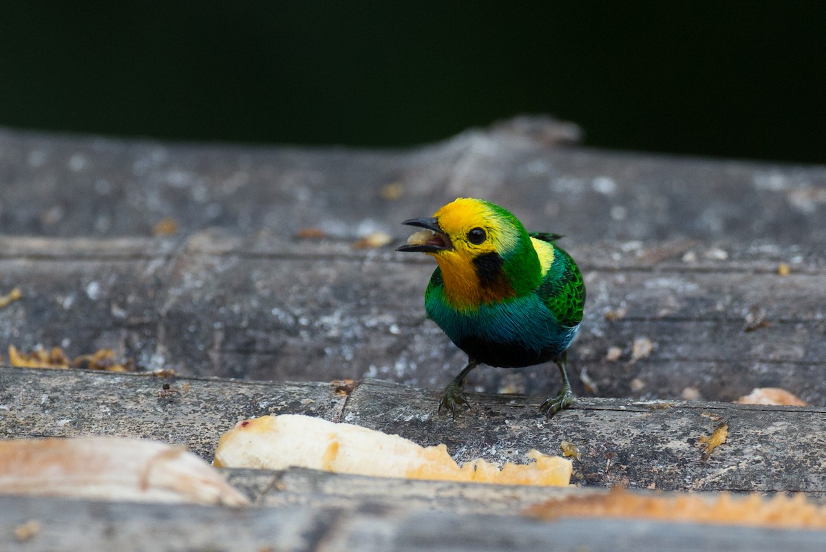 Multicolored Tanager - ML50855961