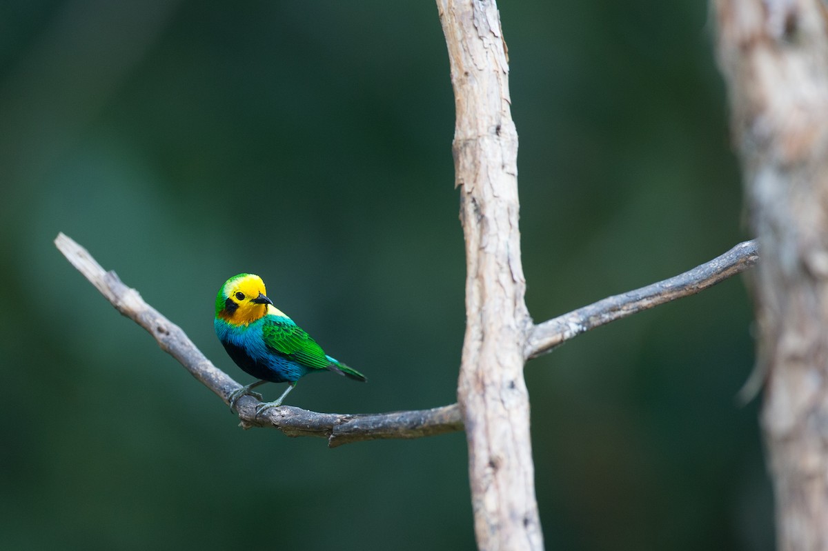Multicolored Tanager - ML50855971