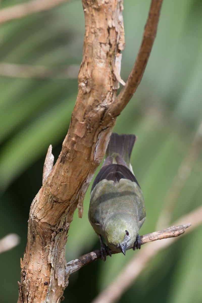 Palm Tanager - ML50856041