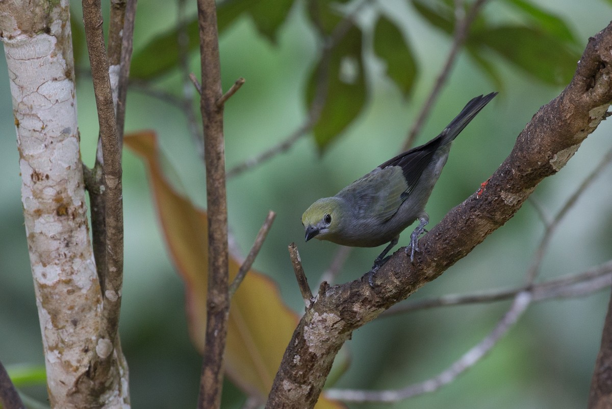 Palm Tanager - ML50856051