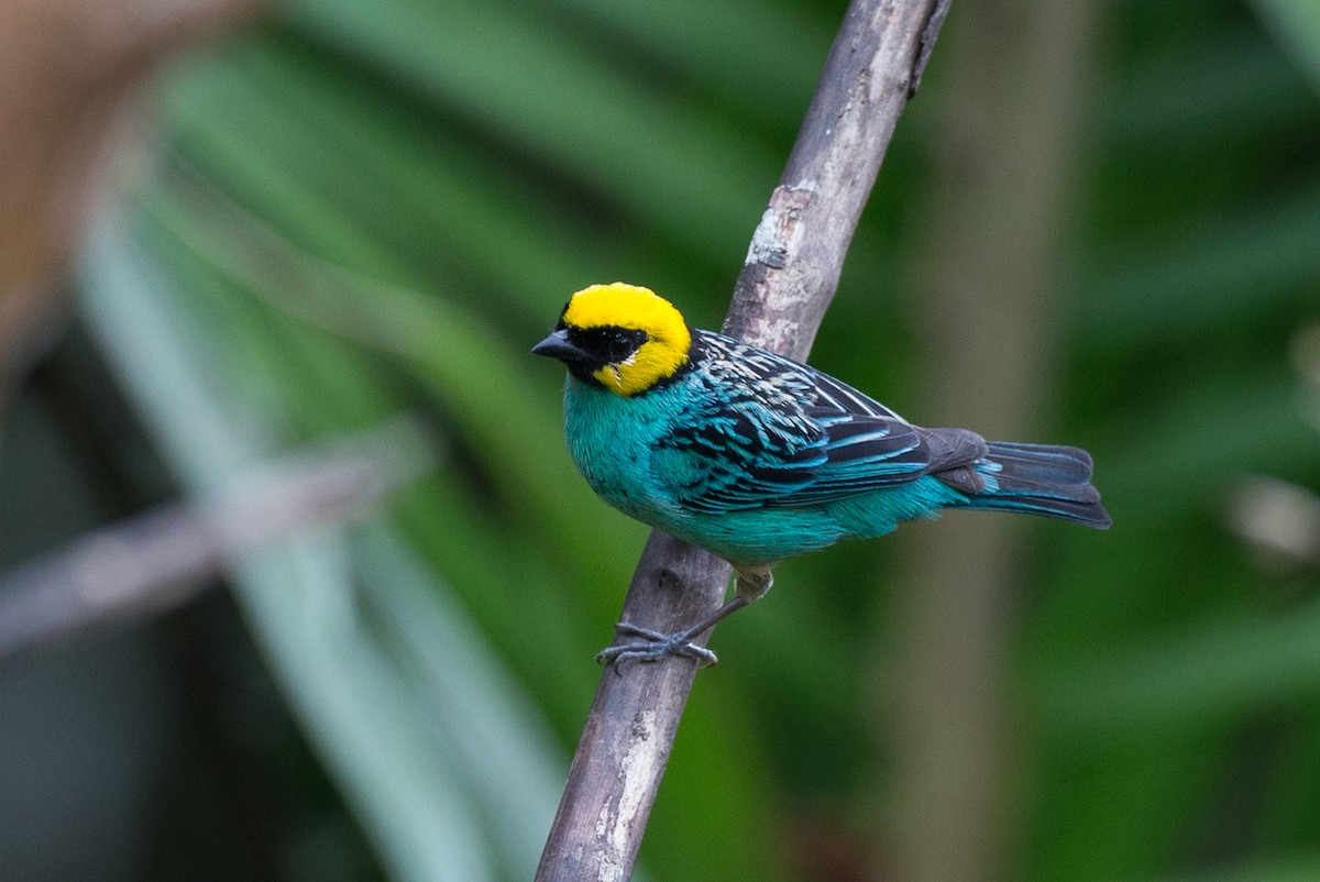 Saffron-crowned Tanager - ML50856161