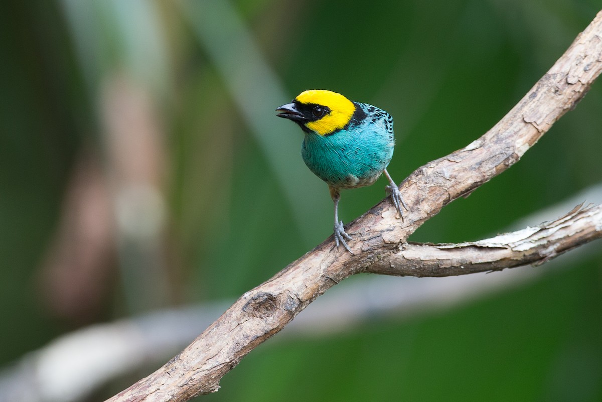 Saffron-crowned Tanager - ML50856201