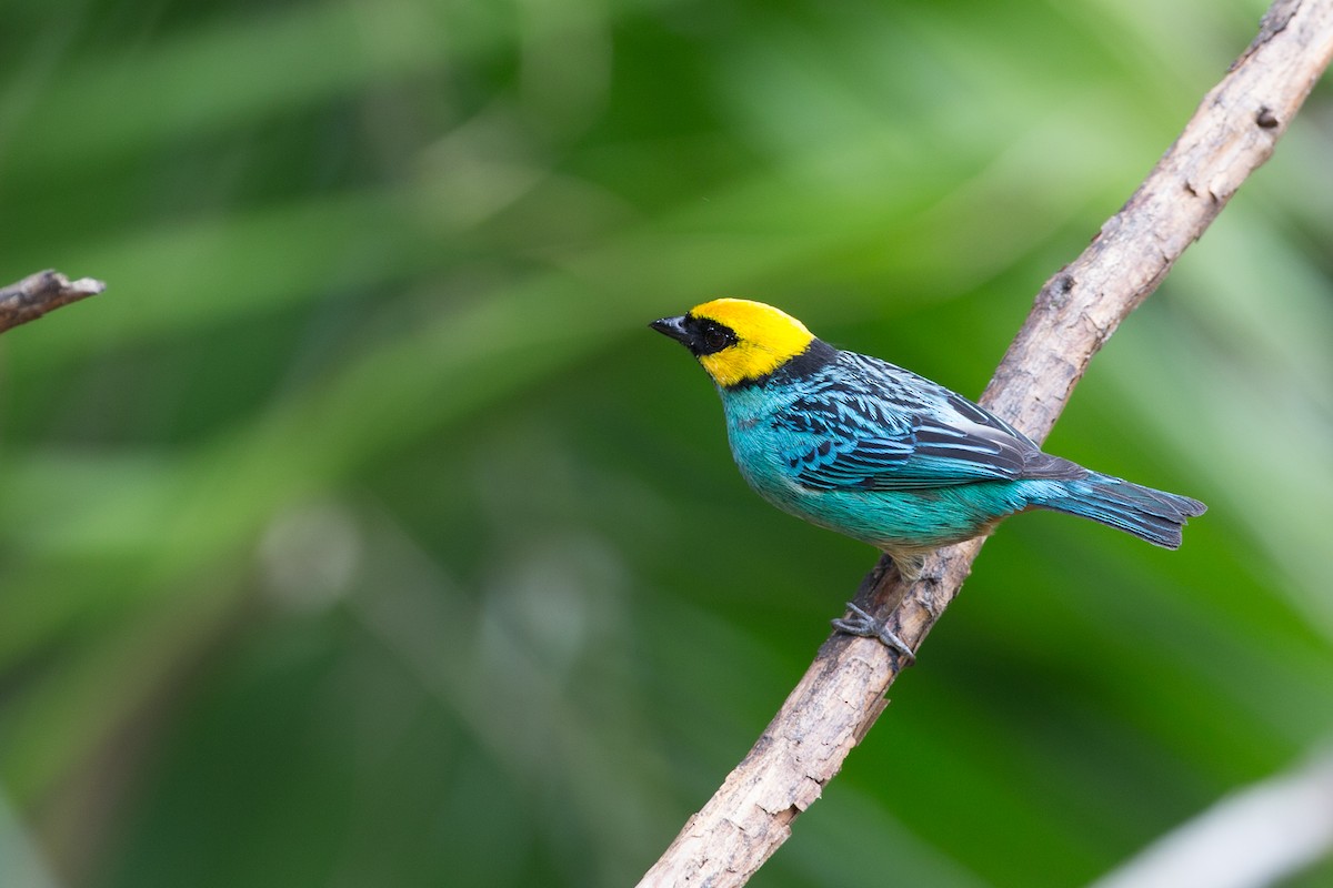 Saffron-crowned Tanager - ML50856211