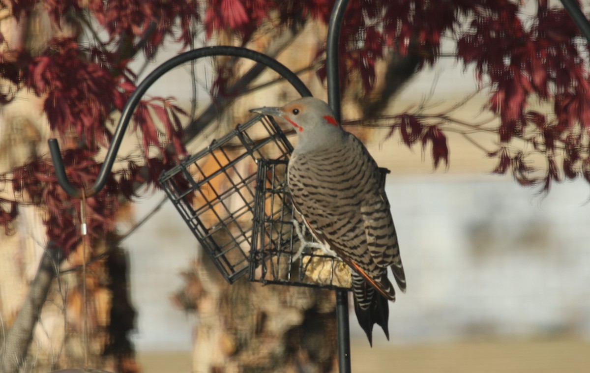 Northern Flicker (Yellow-shafted x Red-shafted) - ML508563351