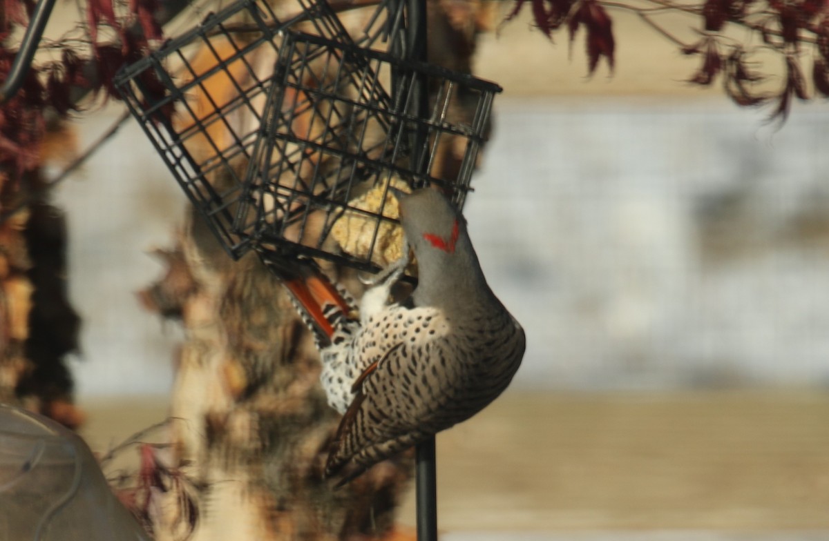 Northern Flicker (Yellow-shafted x Red-shafted) - Sandy Schreven