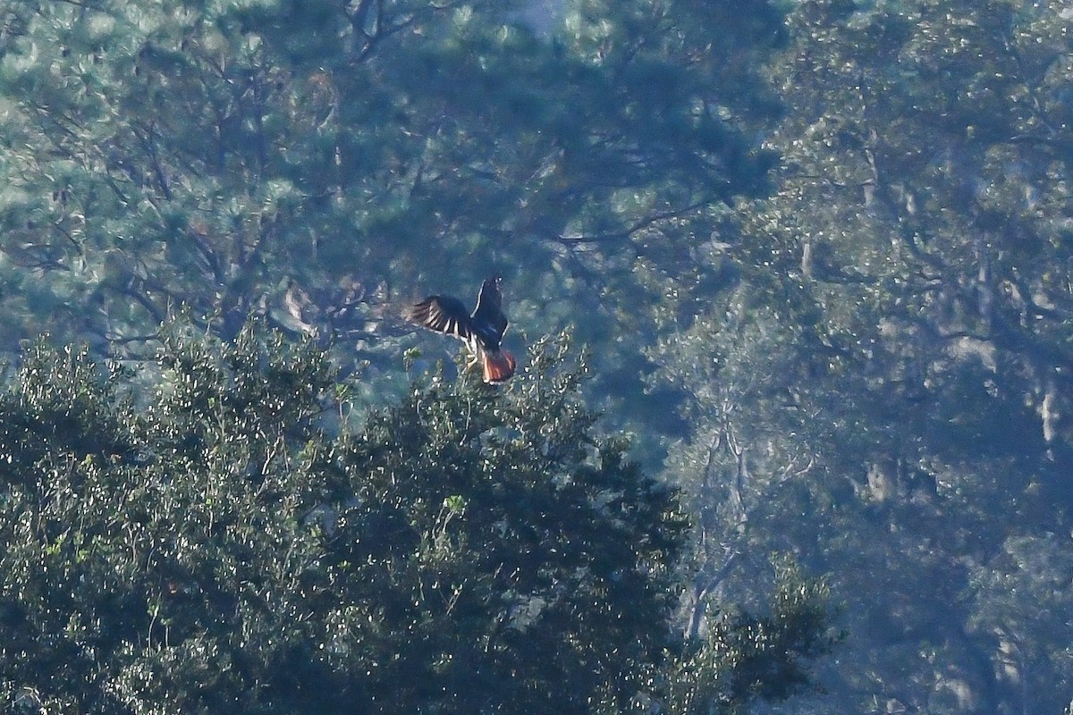 Red-tailed Hawk (umbrinus) - ML508565651