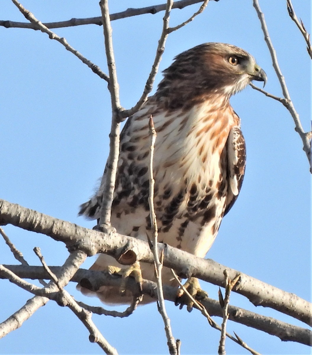 Red-tailed Hawk (abieticola) - ML508566441