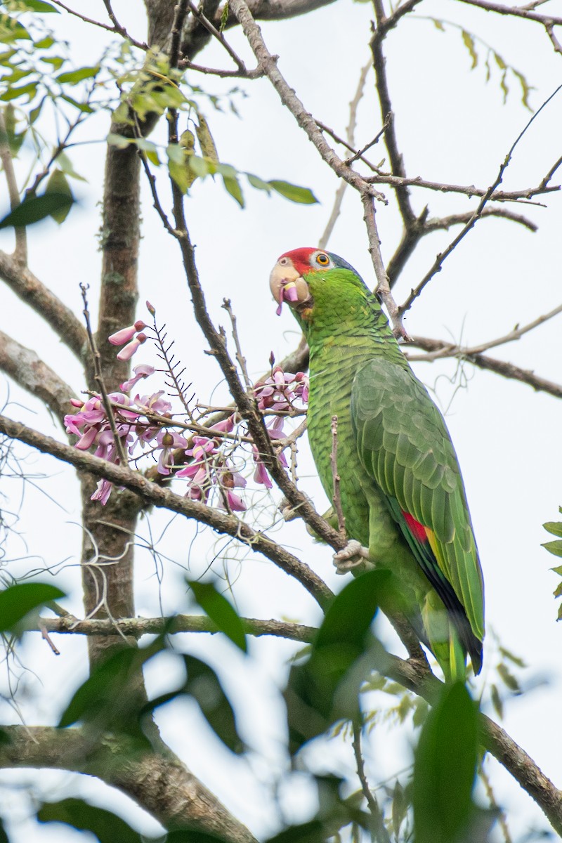 Red-crowned Parrot - ML508568101